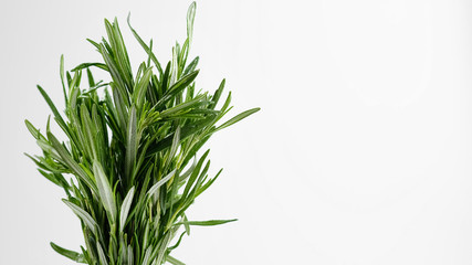 sprigs of fresh green rosemary on white background. closeup