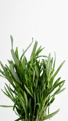 sprigs of fresh green rosemary on white background rotation. closeup