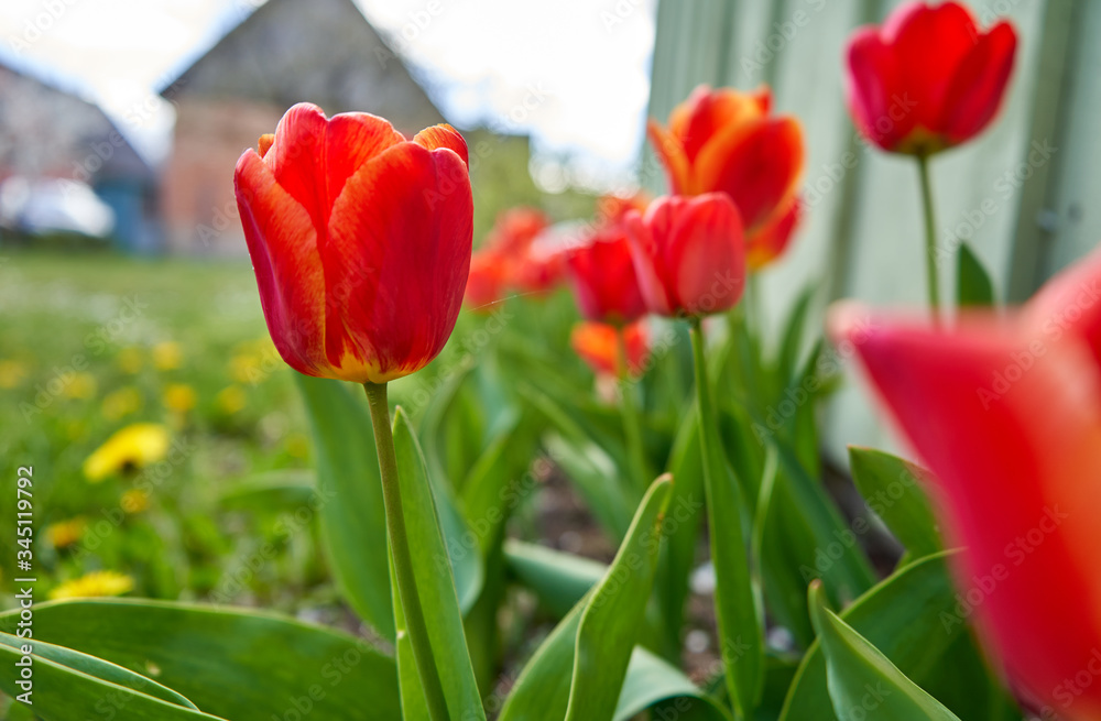 Wall mural Red tulips in the garden during spring time