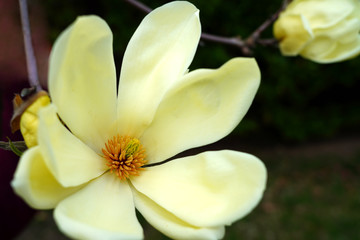 Fototapeta na wymiar Yellow magnolia flower on a tree in Spring