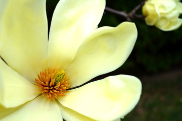 Yellow magnolia flower on a tree in Spring