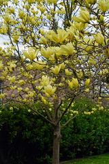 Yellow magnolia flower on a tree in Spring © eqroy