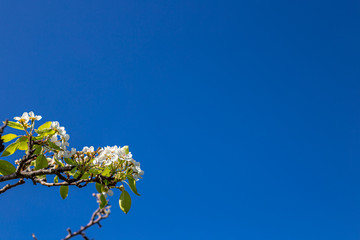 The peach flowers