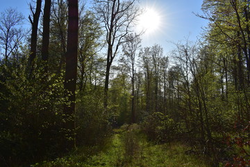 Wald und Berge