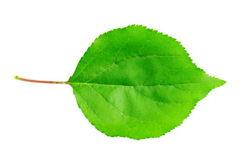 Fototapeta premium Apricot leaf isolated on a white background.