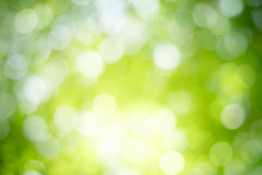 Beautiful abstract lights of green nature using as background or wallpaper concept.