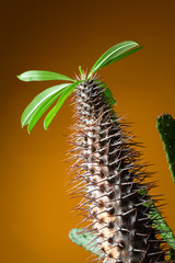 Large cactus with thorns and leaves close up on an orange background
