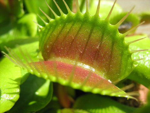 Venus fly trap (Dionaea muscipula) ready to hunt with his red inviting trap