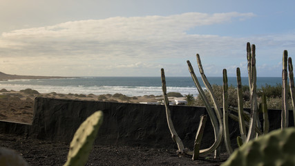 Typical Lanzarote view with cactus, beach and lava stone wall, Canarie Islands