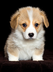 little welsh corgi puppy sitting