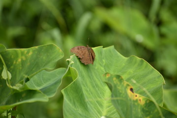 Brown Butterfly  on a Taro (Colocasia) Plant