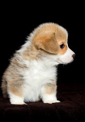 little welsh corgi puppy sitting