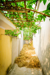 Small alley at countryside residential house with Gac fruit bamboo trellis and rice straw mulch in Vietnam