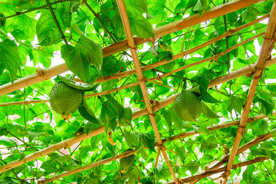 Rustic bamboo trellis with abundance Gac vines and fruits at backyard garden in North Vietnam