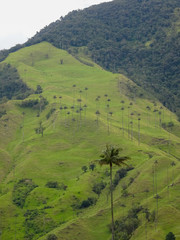 Palm trees at Cocora Valley in Colombia