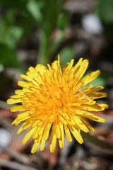 yellow dandelion in the sunlight