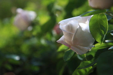 Fioritura in giardino di rose rampicanti bianche e rosa, dettaglio