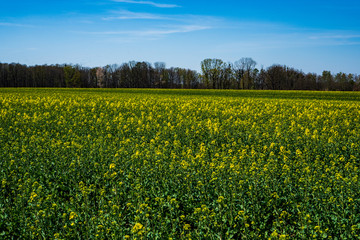 Obraz premium Rapeseed field begins to bloom in early spring, czech