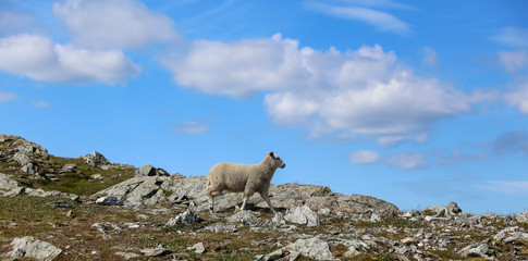 Fototapeta premium Sheep at summer pasture, Seterfjellet in Brønnøy municipality, Nordland county