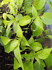 green tea leaves