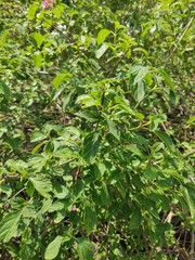 green leaves background