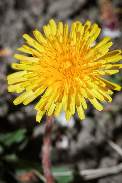 yellow dandelion in the sunlight