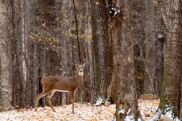 Adult white-tailed deer buck during the Wisconsin rut in November