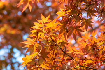 紅葉のイメージ
