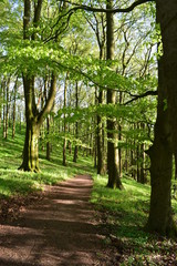 Wald und Berge