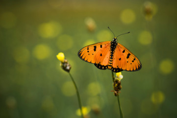 butterfly on flower