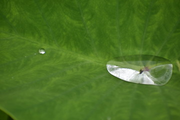Water drops in Taro (Colocasia) Leaves 