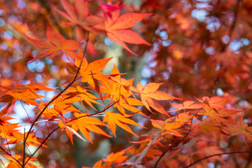 紅葉のイメージ