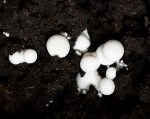 Button mushrooms in the ground