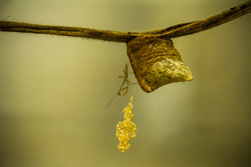 Mantish and The Eggs