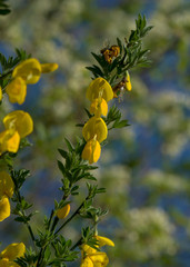 yellow flowers in spring with out of fokus cherry blossoms in the background