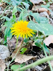 dandelion in the garden