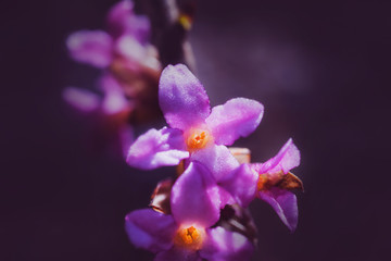 Small wild lilac flowers in the forest. Detailed macro photo. The concept of spring, summer, flowering. Copyspace.