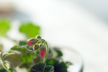 Geranium flower new bloom with empty space