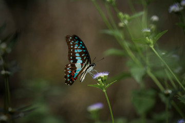 butterfly on a flower