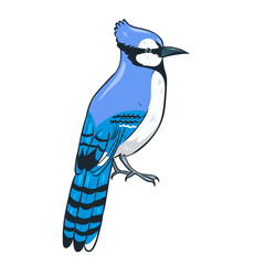 Blue jay sitting isolate on a white background. Vector graphics.
