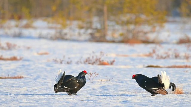 Two male Black Grouses fighting at a lek in slow motion on a cold spring morning