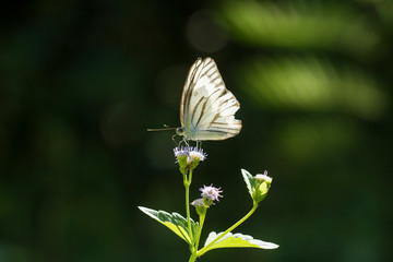 butterfly on a flower