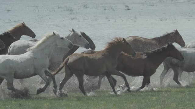 Cattlemen from Almonte guide the mares and their foals through the Do&ntilde;ana marshes, during the mares' removal.