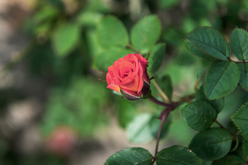 Beautiful rose of red color on a natural background in sunny light.