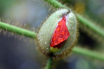 Obraz premium Wassertröfchen auf Mohnknospe