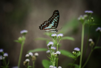 butterfly on a flower