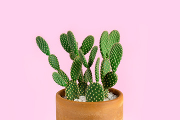 Green cactus with yellow polka dot pattern houseplant in pot on pastel pink background