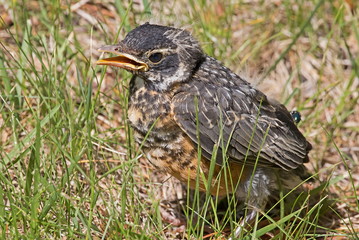 Baby American Robin
