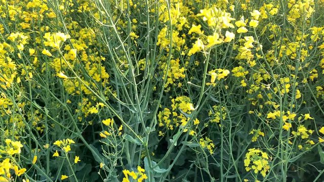blooming green fields with bright rapeseed flowers, blue sky, natural landscape, concept of beauty of nature, ecology, environment, agricultural, background for designer