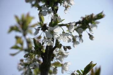 Biało kwitnąca jabłoń